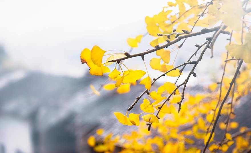 ginkgo, ginkgo biloba, větev, podzim, barvy podzimu, žlutá, list, strom, sezóna, les, rostlina