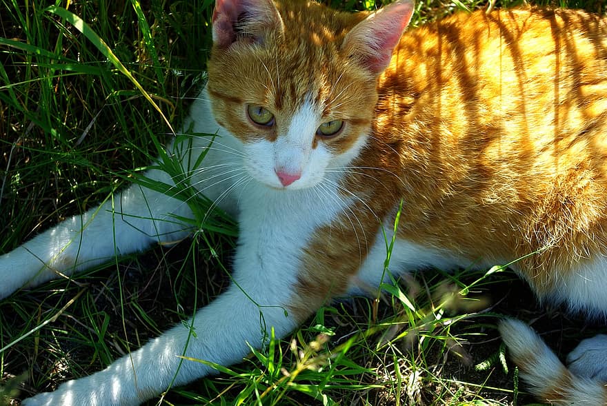 kedi, kızıl saçlı kedi, çimen, doğa, Evcil Hayvan, yırtıcı hayvan, yorgun, yalanlar, gölge, dayanma