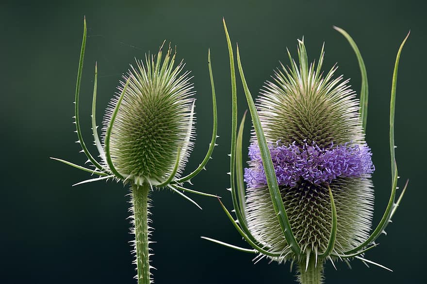 Thistle, Prickly, Plant, Nature, Garden, Floral
