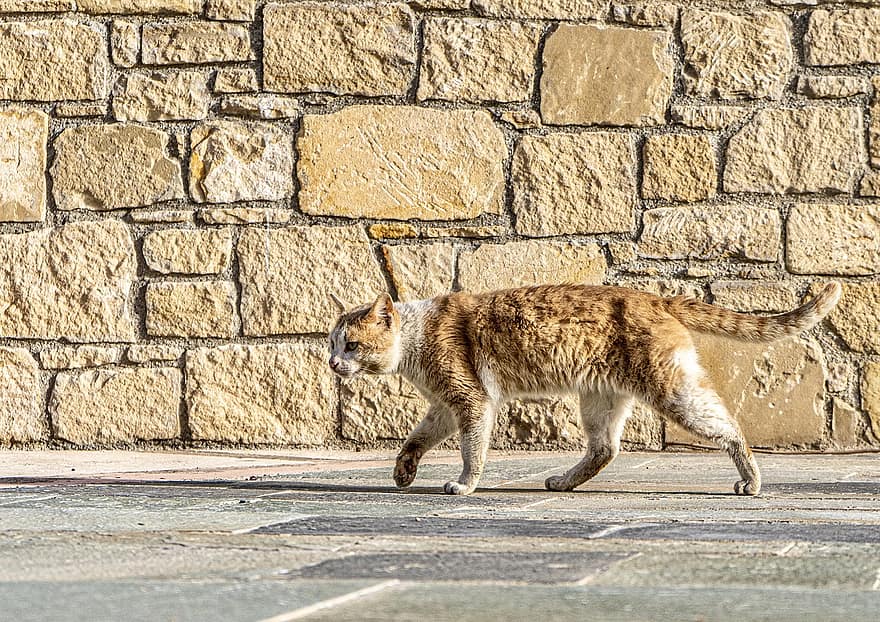 Cat, Stray Cat, Stone Wall, Walking, Street Cat, Domestic Cat, Feline, Animal, Outdoors, Camouflaged Cat, Tail