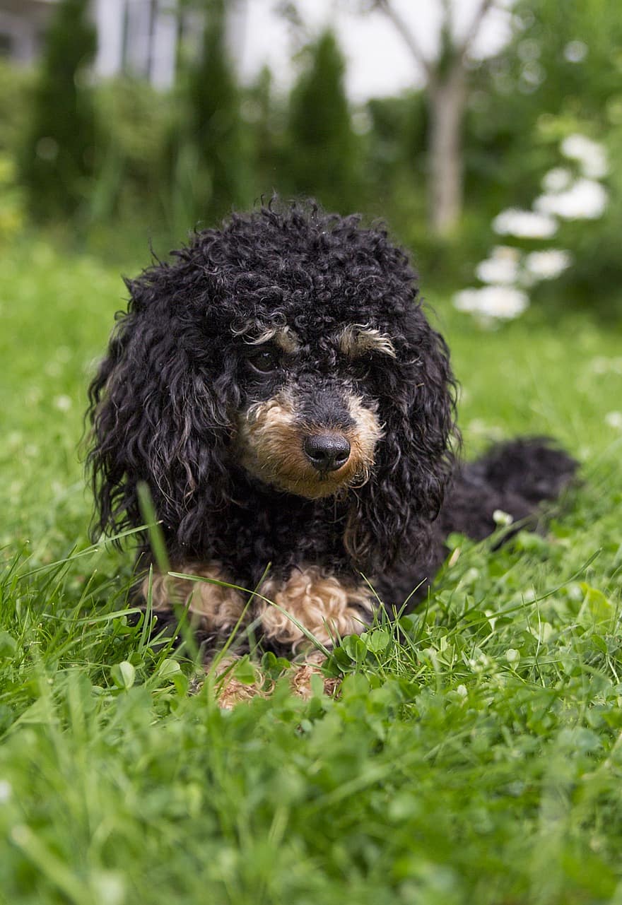 Dog, Poodle, Puppy, Grass, Canine, Pet, Domestic, Cute, Puppies, Charming, Breed