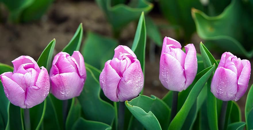 flor, tulipas, Flor, flora, Primavera, tulipa, plantar, cabeça de flor, frescura, folha, pétala