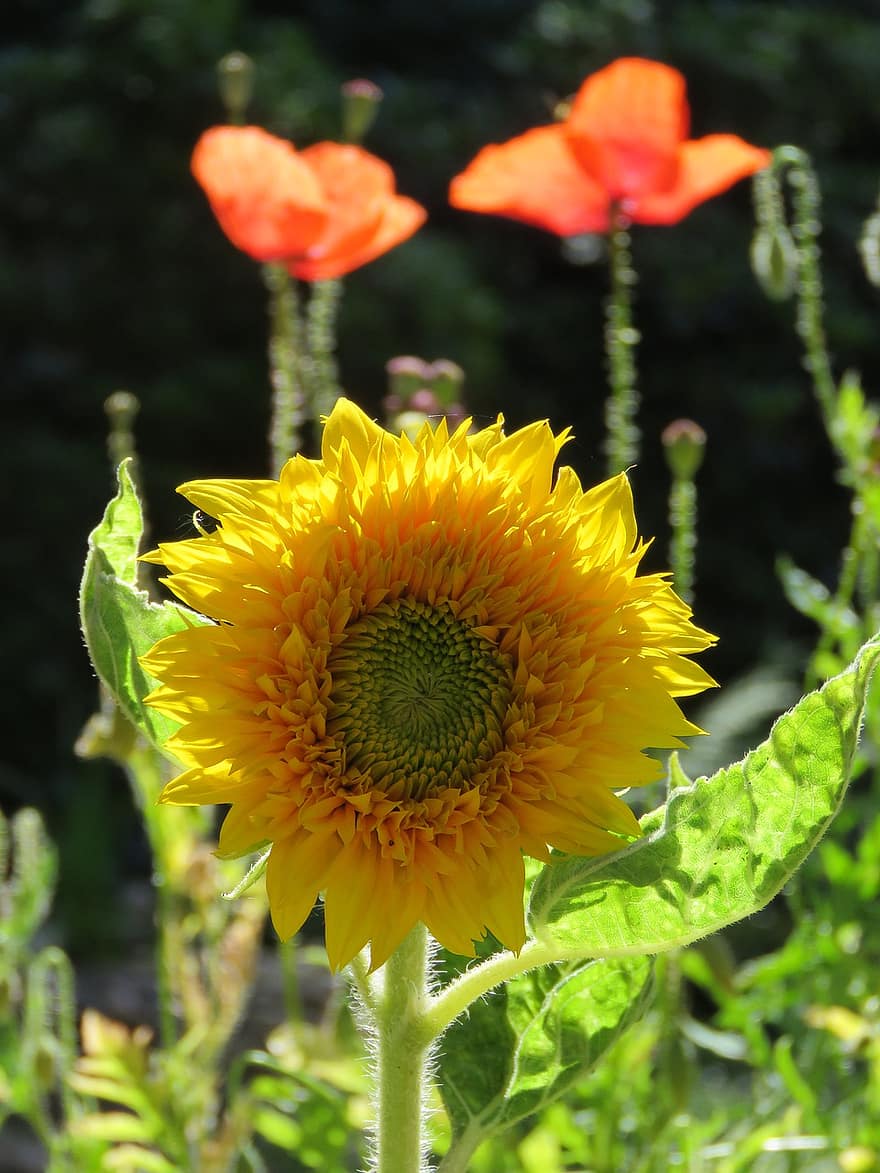 Sunflower, Poppy, Flowers, Yellow, Colorful, Vegetable, Meadow, Flower, Garden, Pollen, Petals