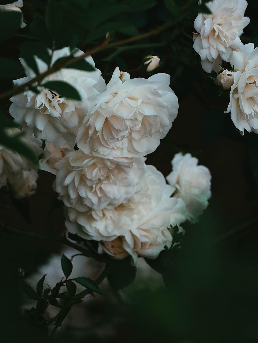 троянди, квіти, білі троянди, білі квіти, пелюстки, білі пелюстки, цвітіння, флора, Рослина