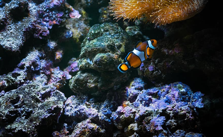 Clownfish, Ocellaris Clownfish, Fish, Coral, Tank, Fish Tank, underwater, reef, scuba diving, multi colored, blue