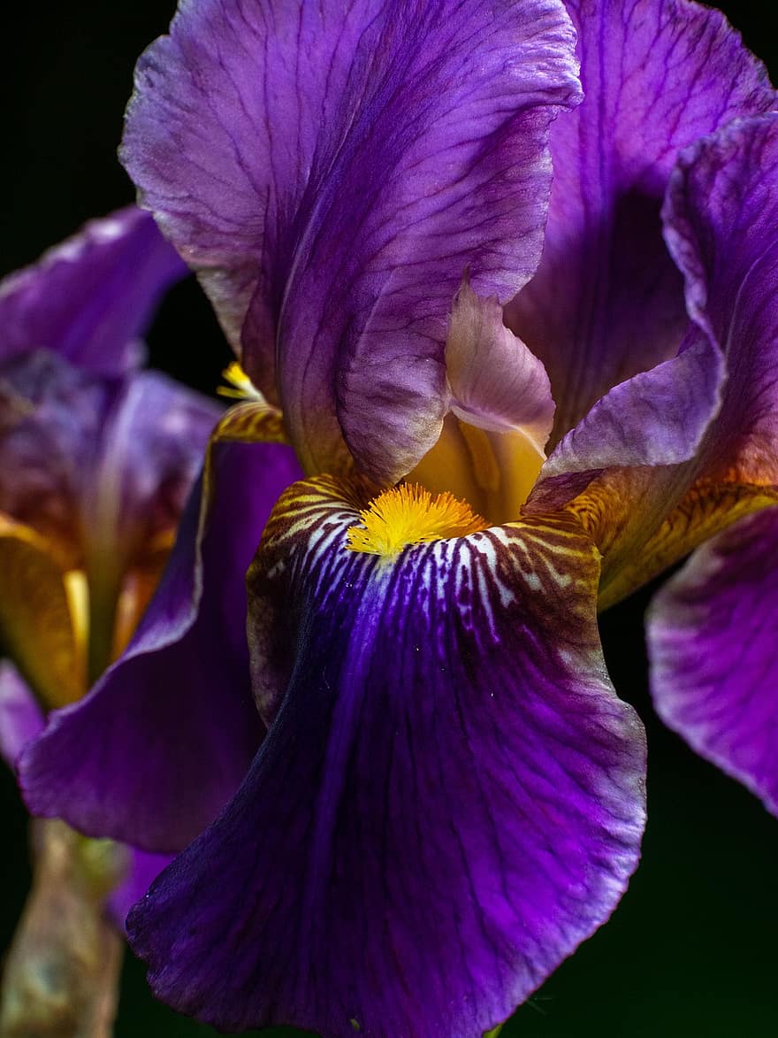 iris, anther, tenggorokan, bentuk, struktur, ungu, bahasa, flora, menanam, taman