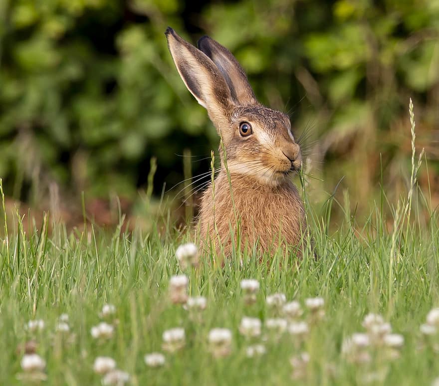 Hare, Bunny, Rabbit, Mammal, Animal, Wildlife, Ears, Grass