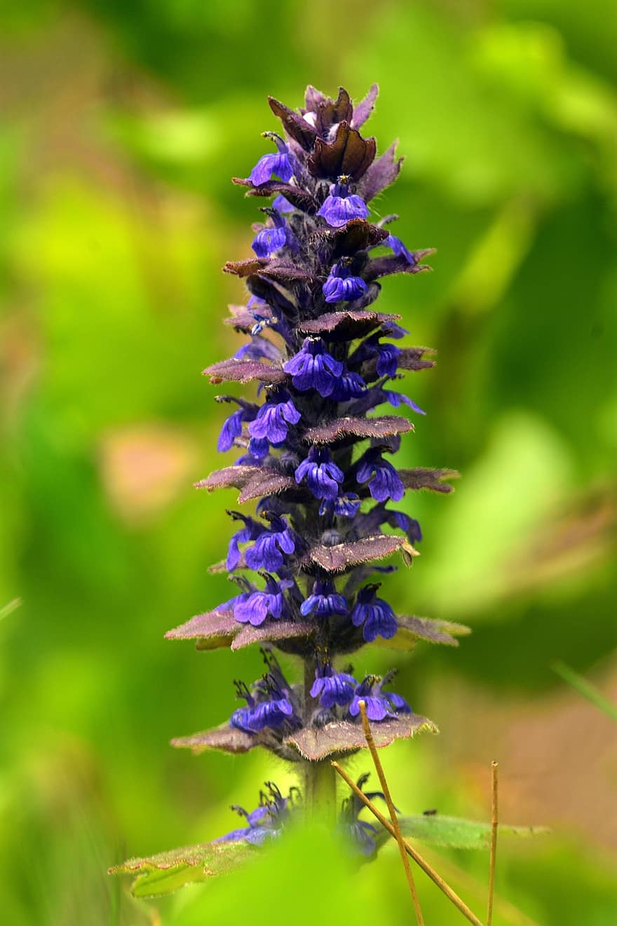 Bugle, Flowers, Plant, Bugleherb, Petals, Bloom, Forest, Nature