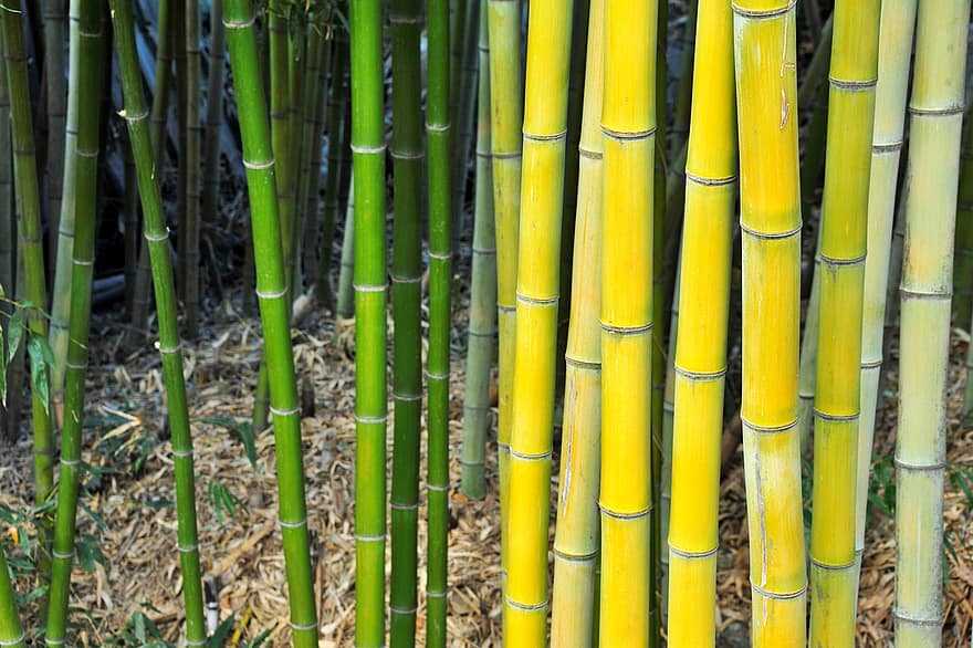 bambus, las, Natura, drzewa, wzrost, Korea, Las, roślina, liść, zielony kolor, zbliżenie