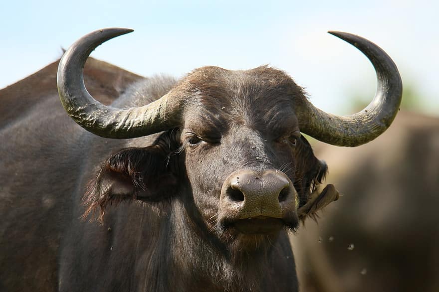 буйвол, рога, крупный рогатый скот, домашний скот, животное, природа, млекопитающее, сельское хозяйство, сельская местность