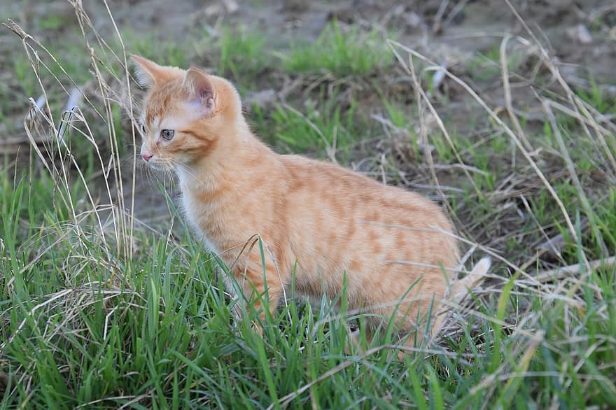 chat, chaton, animal de compagnie, chat tigré, chat roux, jeune chat, animal, national, félin, herbe