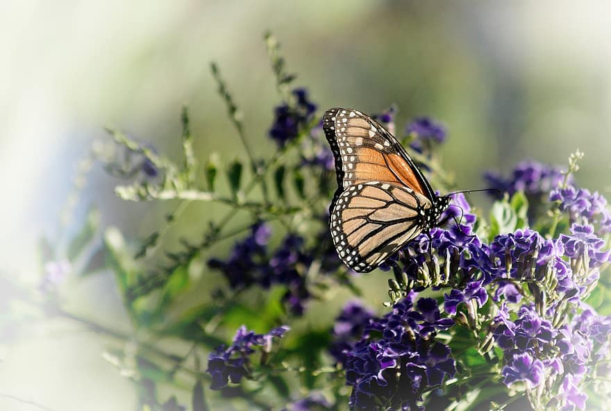 бабочка, монарх, цветы, фиолетовые цветы, крылья, крылья бабочки, опылять, опыление, чешуекрылые, крылатое насекомое, насекомое