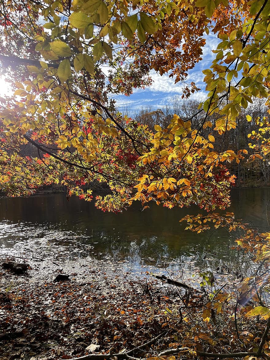 podzim, Virginie, voda, jezero, běh býka, prostředí