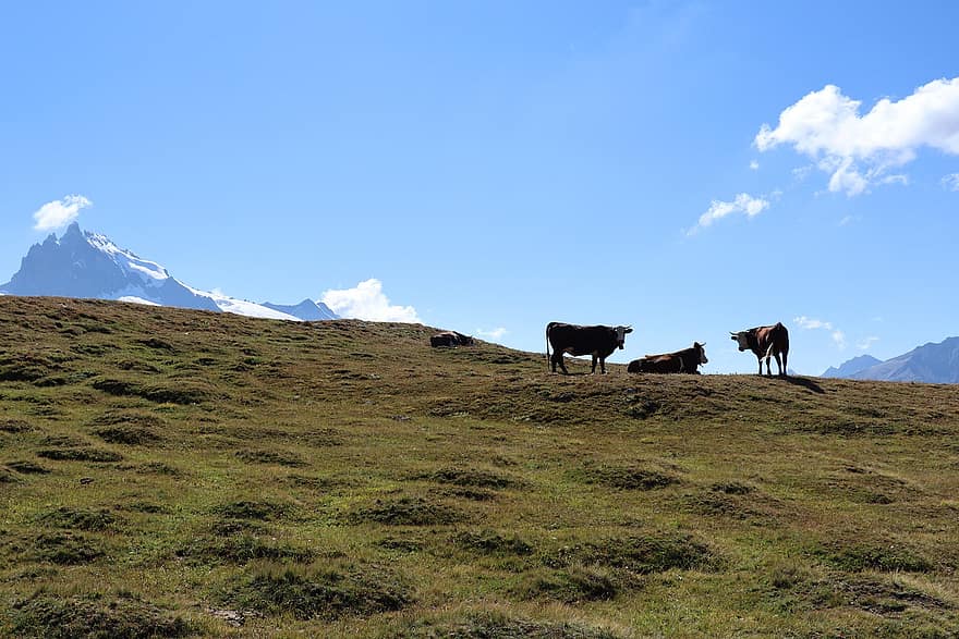 Cows, Mountains, Alps, Nature
