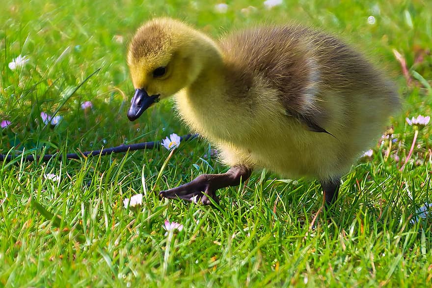 Gosling, Goose, Chick, Meadow, Bird, Waterfowl, Water Bird, Aquatic Bird, Animal, Feathers, Plumage