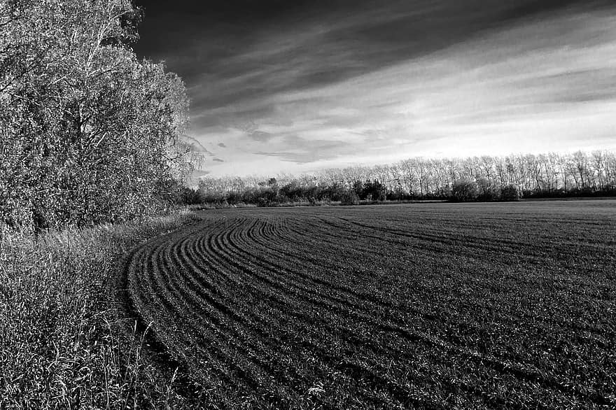 Field, Landscape, Nature, Black And White, Farm, Meadow, Trees, Rural
