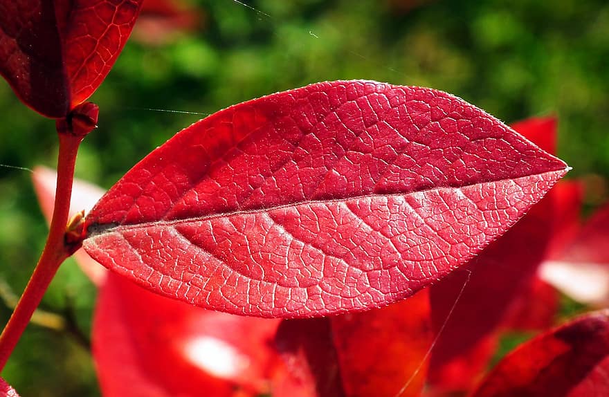 rode bladeren, bladeren, blauwe bosbes, herfst, natuur