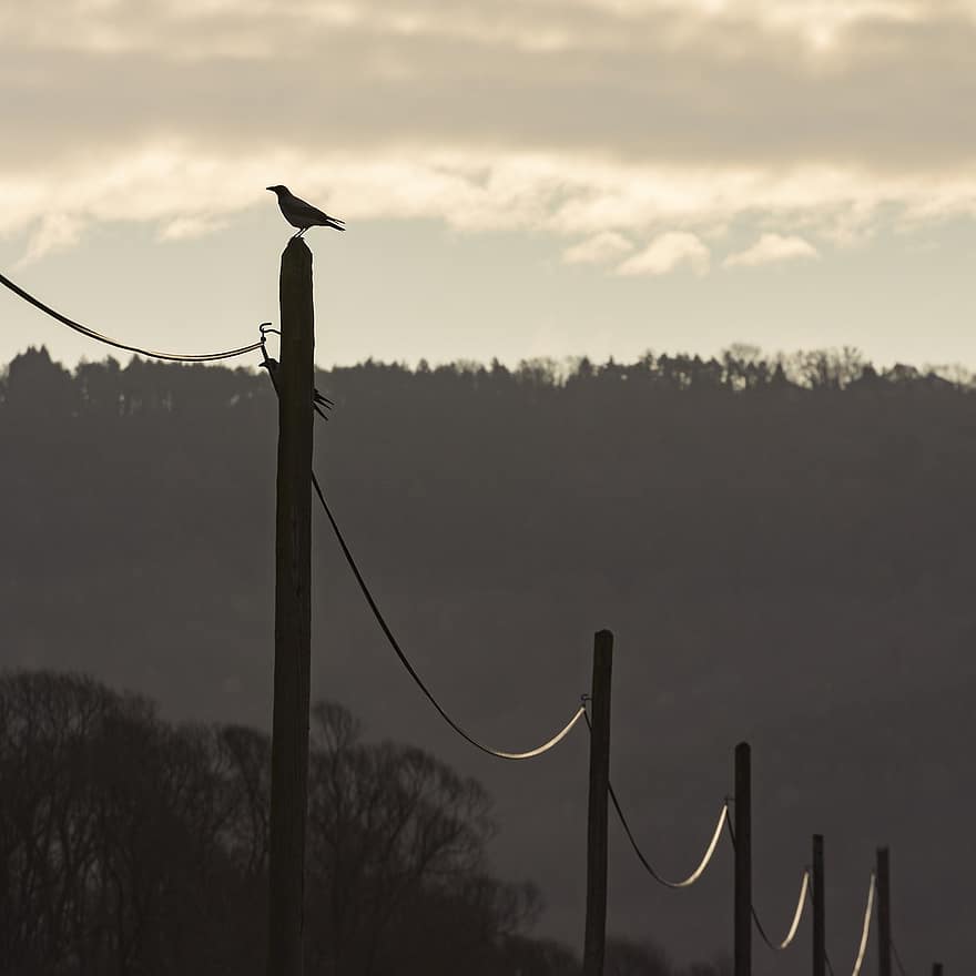 Bird, Silhouette, Cable, Wire