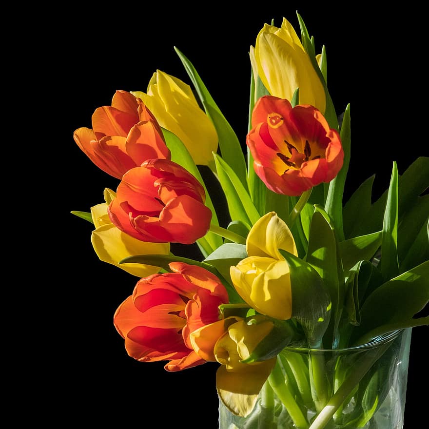 tulipanes, las flores, florero, planta, floración, flor, primavera, decorativo, luz del sol, ligero, de cerca