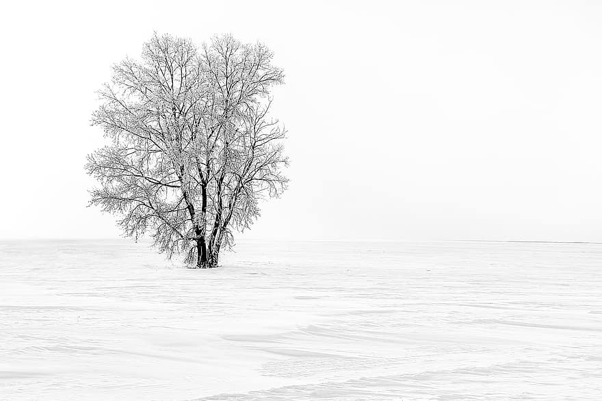 träd, ensam, snö, vinter-, landskap, snöig, vintrig, enslig, fält, natur