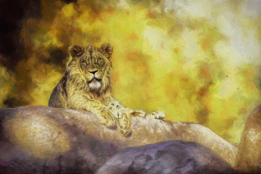 león, pintura, zoo, pintura digital, fotografía, gato