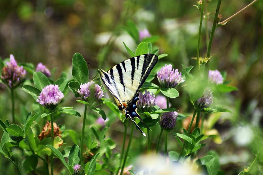 borboleta, jardim, natureza, asas, cor, hilaridade, verão, plantas, grama