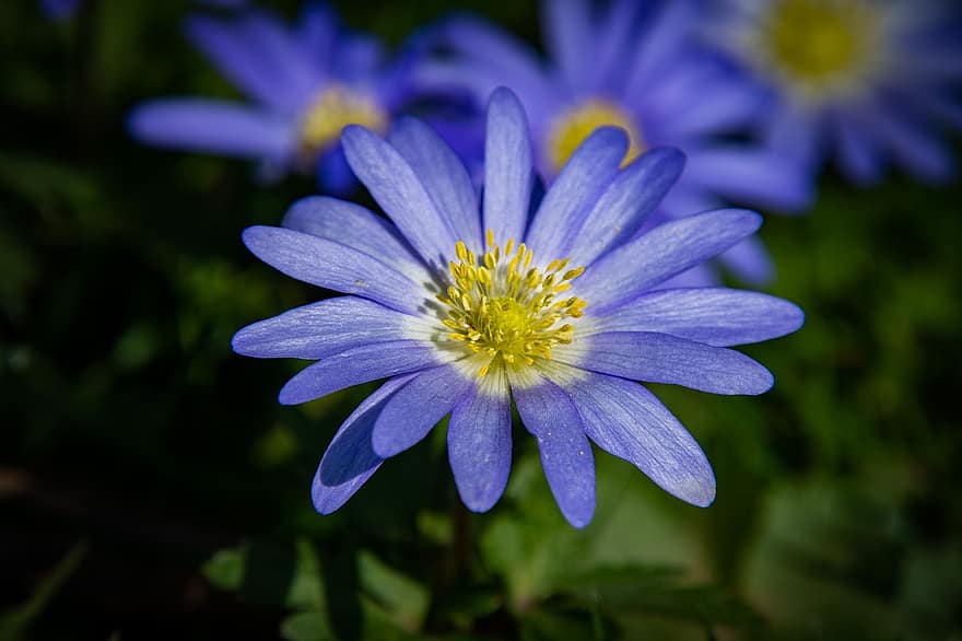zawilec niebieski, kwiat, roślina, niebieski kwiat, Anemonoides Apennina, niebieskie płatki, flora, kwiat tło, zbliżenie, lato, płatek