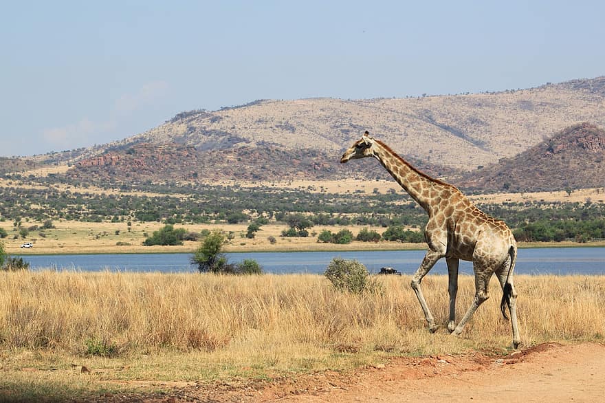 žirafa, gyvūnas, laukinės gamtos, žolė, žinduolių, laukinis gyvūnas, dykumoje, pobūdį, safari, Afrika, gyvūnams