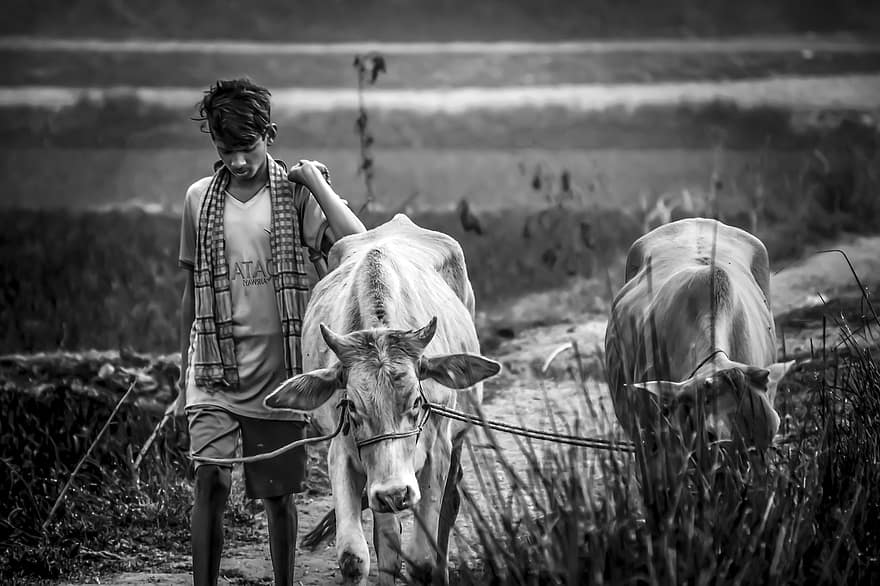 herder, Bangladesh Boer, boer, koe, vee, landbouw, landelijk, natuur, koeherder, dorp, farm