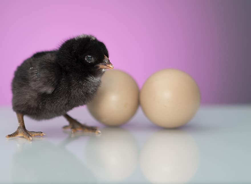 Easter, Chick, Eggs, Chicken, Bird, Black Chick, Easter Eggs, Cute