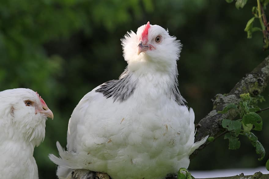 Chickens, Hens, Salmon Faverolle, Poultry, beak, feather, farm, chicken, bird, close-up, livestock