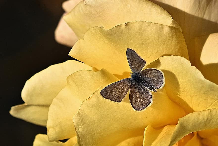 sommerfugl, hauhechel blå, Rose, gul rose, gul blomst, gule kronblade, kronblade, flor, blomstre, flora, lepidoptera