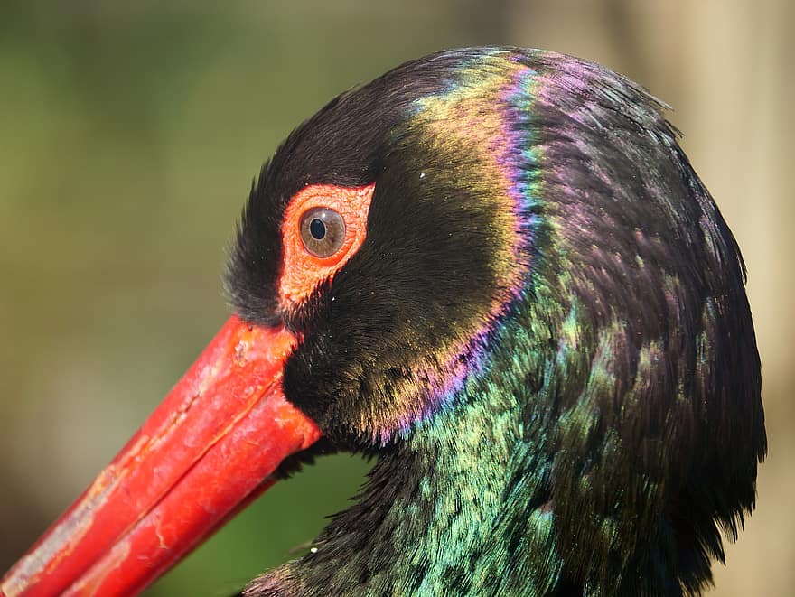 Black Stork, Bird, Animal, Stork, Rainbow Colors, Wading Bird, Migratory Bird, Wildlife, Plumage, Beak, Exotic