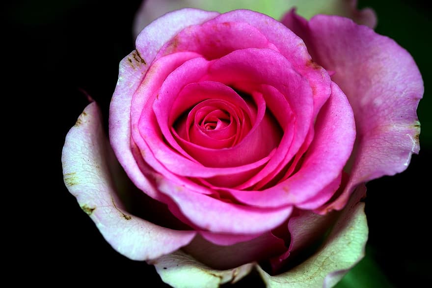 Rosa, flor, flor rosa, pétalos, pétalos de rosa, floración, flora, naturaleza, pétalo, de cerca, planta