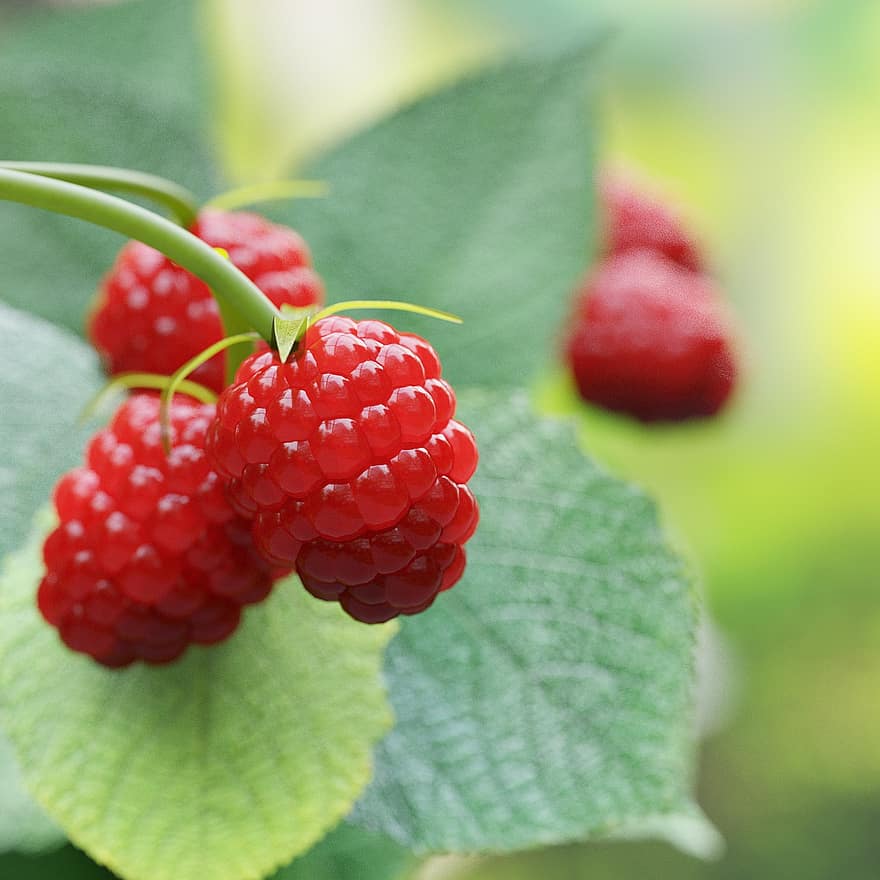 малина, фрукты, красный, красные ягоды, свежий, созревший, урожай, производить, органический, закрыть, питание