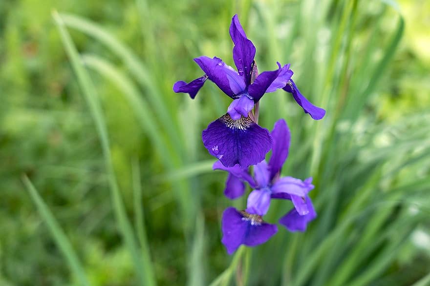 Siberische iris, bloem, fabriek, bloemblaadjes, bloeien, flora, natuur, tuin-, de lente, detailopname, Purper