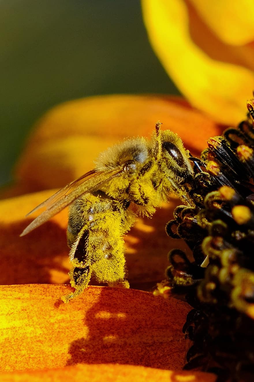con ong, côn trùng, thụ phấn, bông hoa, Côn trùng cánh, cánh, Thiên nhiên, hymenoptera, côn trùng học, vĩ mô