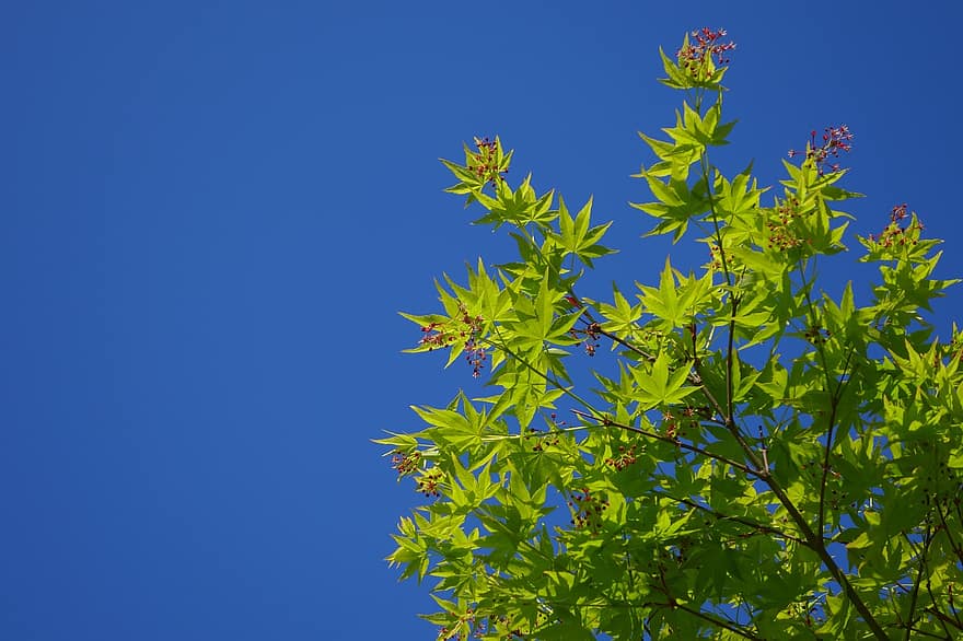 arbre d'auró, fulles d'auró, fullatge, naturalesa, primavera