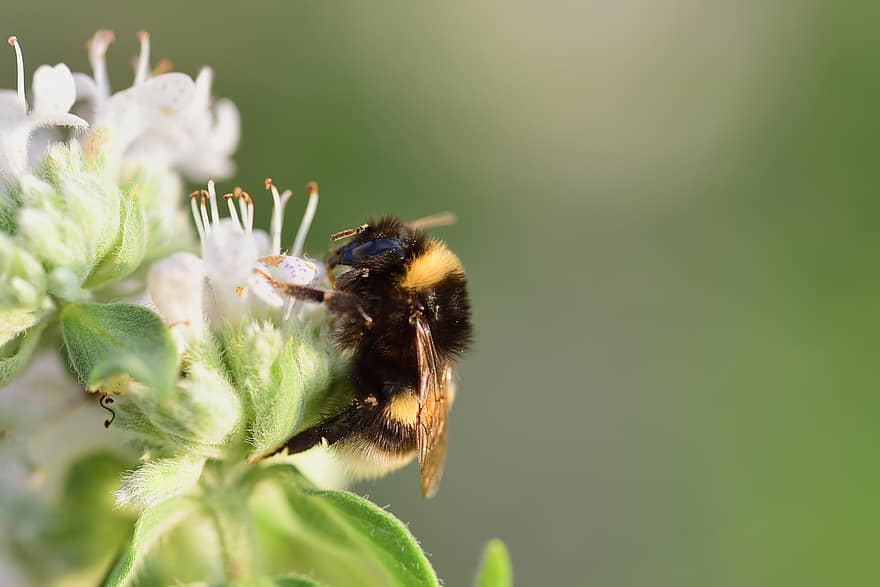 abeja, polinización, abejorro, entomología, macro, naturaleza, abeja salvaje, flor, floración, comida, de cerca