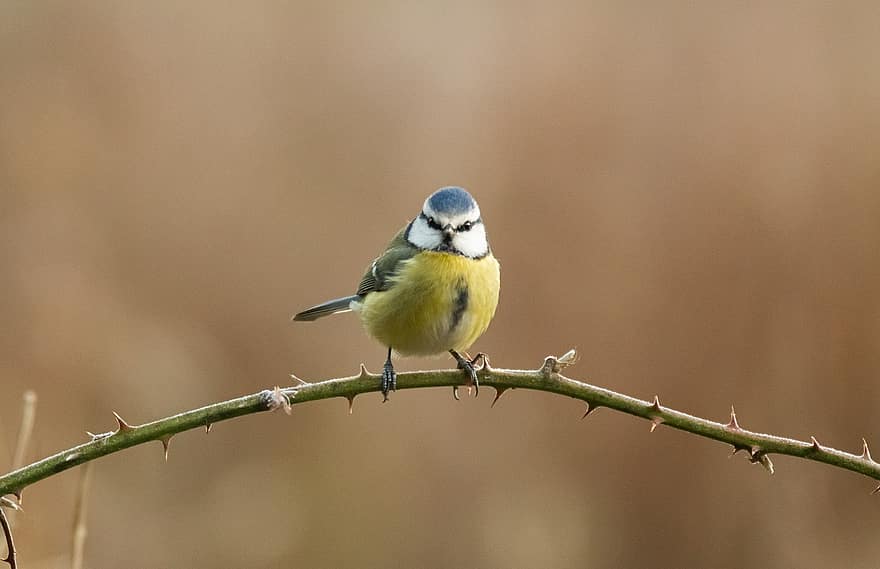 Blue Tit, Bird, Branch, Thorns, Perched, Animal, Feather, Plumage, Wildlife, Nature, Animal Species
