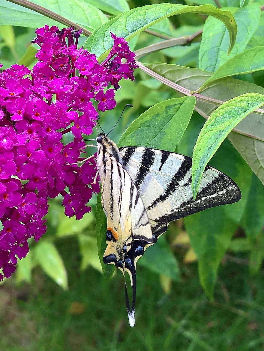 borboleta, flor, polinização, inseto, entomologia, asas, macro, fechar-se, multi colorido, cor verde, verão