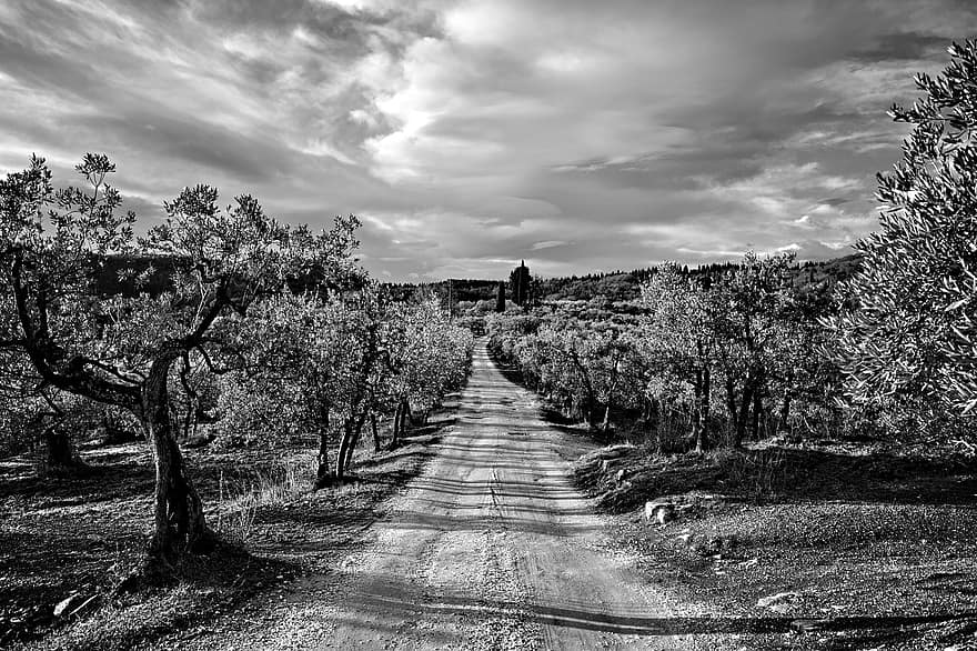 طريق ترابي ، الطريق ، الأشجار ، درب ريفي ، قروي ، الجانب القطري ، عبر Delle Tavarnuzze ، فلورنسا ، توسكانا ، شيانتي ، إيطاليا