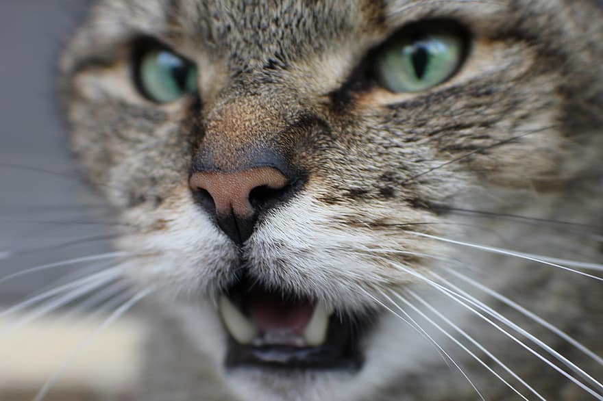 Cat, Kitty, Feline, Whiskers, Meow, Face, Cat Face, Close Up, Pet, Mammal, Animal