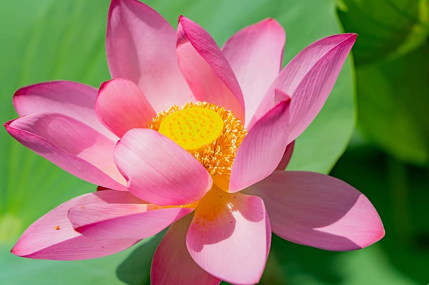 Lotus, Blume, Pflanze, pinke Blume, Seerose, Blütenblätter, blühen, Wasserpflanze, Teich, Natur