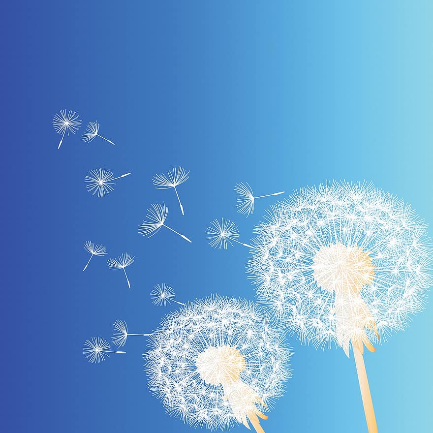 Dandelion Background, Dandelion, Flying Seeds, Sky, Spring, Nature, Seeds, Wind, Meadow, Pattern, Texture