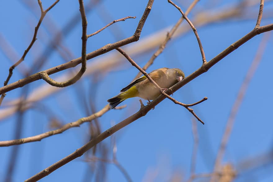 Greenfinch, Bird, Branch, Perched, Oriental Greenfinch, Animal, Wildlife, Feathers, Plumage, Beak, Nature
