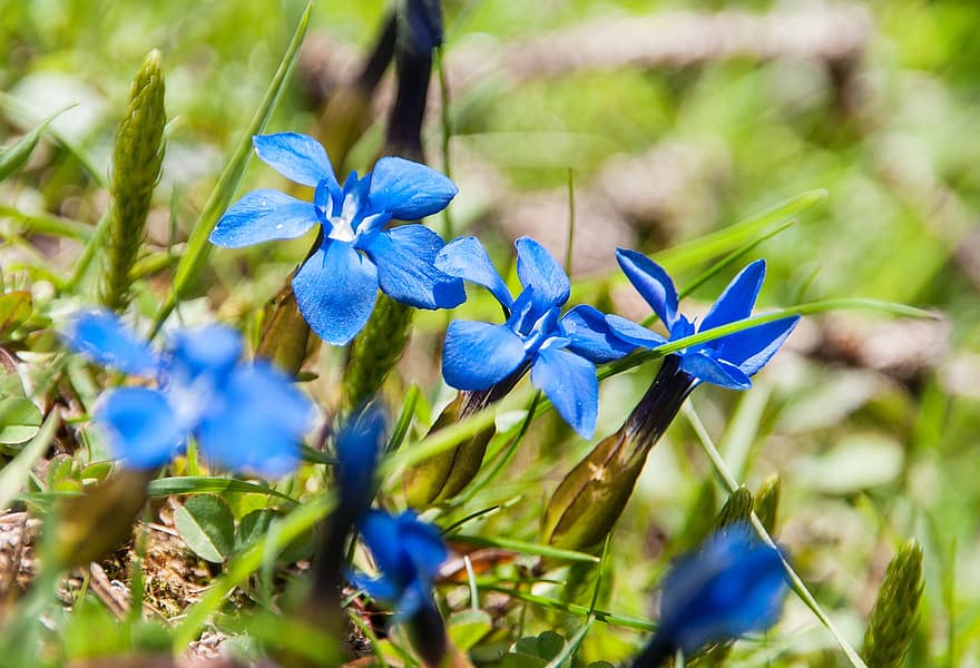 Wiese, wilde Blume, Frühling, Blau, Wilder Enzian, Enzian, Alpenblume, Sommer-, Blumen, Natur, Blumenwiese