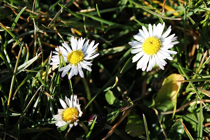 Daisy, Wild Flower, Medicinal Plant, Wild Plant, Sunlight, Close Up, Nature, Flower Meadow, Blossom, Bloom, Meadow