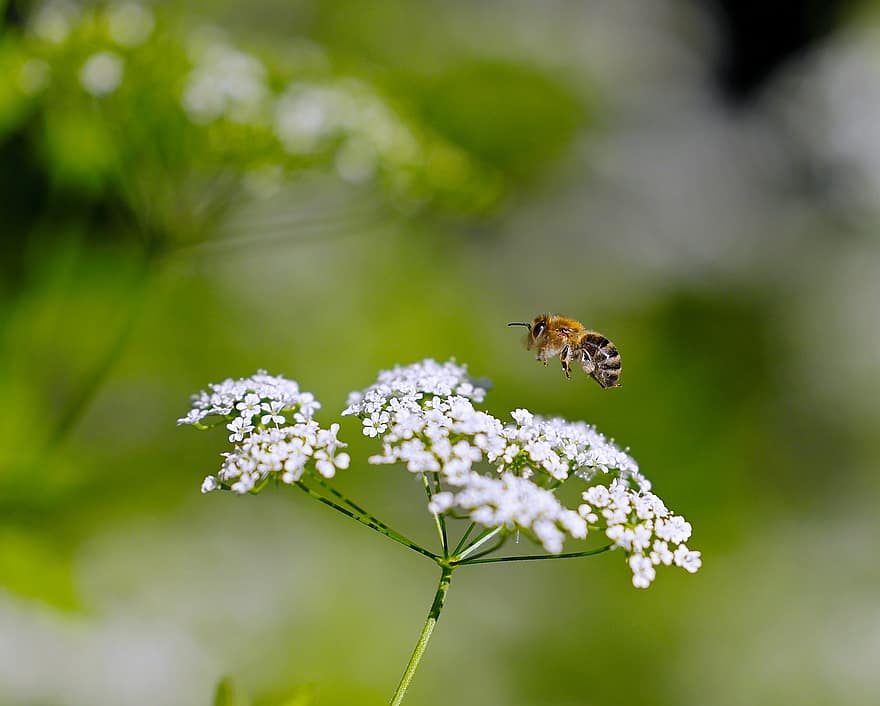 花、蜂、ミツバチ、昆虫、受粉、牧草地、放送中