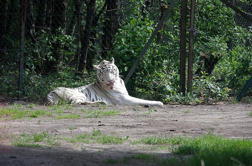 parc du serengeti, tigre blanc, Hodenhagen, réserve naturelle, tigre du Bengale, félin, tigre, chat non domestiqué, animaux à l'état sauvage, les espèces menacées, rayé